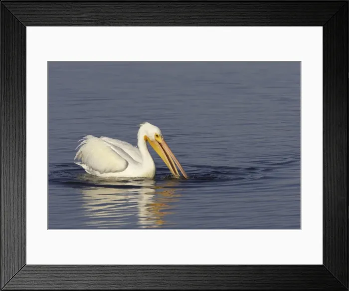 Framed Print : American White Pelican - fishing Ding Darling NWR, florida, USA BI001013 Framed Print : American White Pelican - fishing Ding Darling NWR, florida, USA BI001013