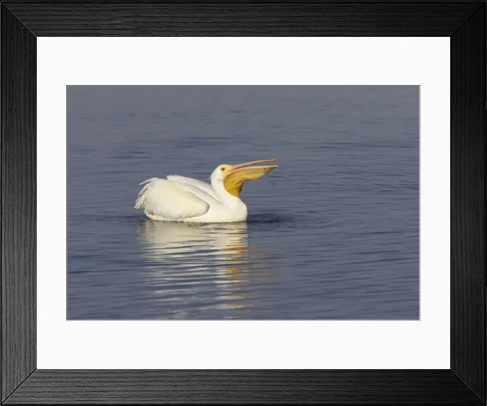 Framed Print : American White Pelican - fishing Ding Darling NWR, florida, USA BI001007 Framed Print : American White Pelican - fishing Ding Darling NWR, florida, USA BI001007