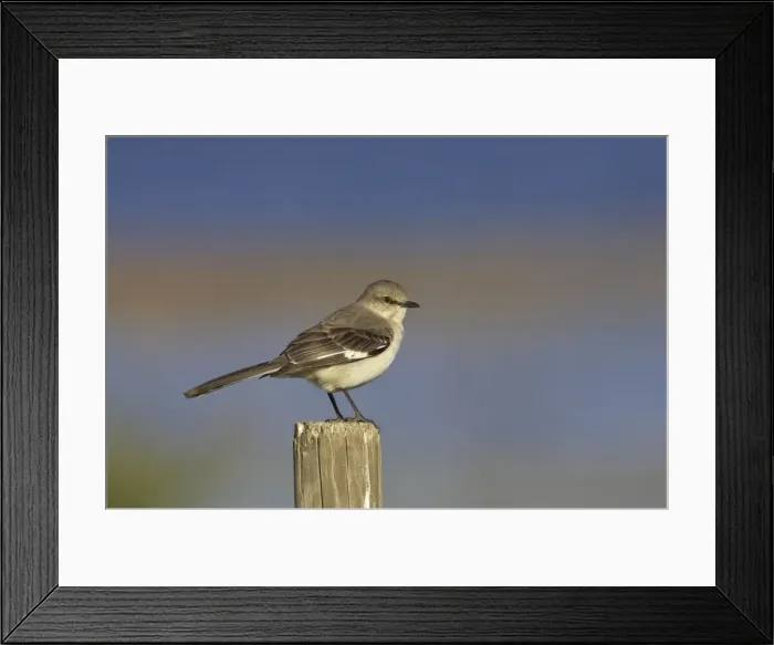 Framed Print : Northern Mockingbird - on fence post Lake Kissimee, florida, USA BI000984 Framed Print : Northern Mockingbird - on fence post Lake Kissimee, florida, USA BI000984
