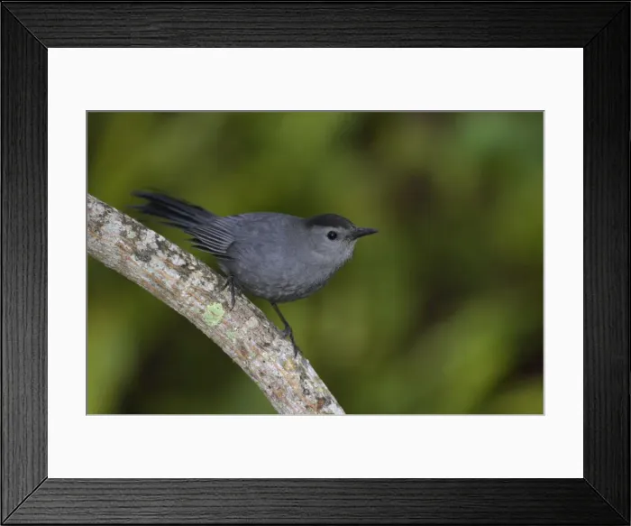 Framed Print : Grey Catbird Everglades National Park, florida, USA BI000975 Framed Print : Grey Catbird Everglades National Park, florida, USA BI000975