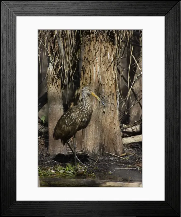 Framed Print : Limpkin - in swamp cypress habitat Everglades National Park, florida, USA BI000966 Framed Print : Limpkin - in swamp cypress habitat Everglades National Park, florida, USA BI000966