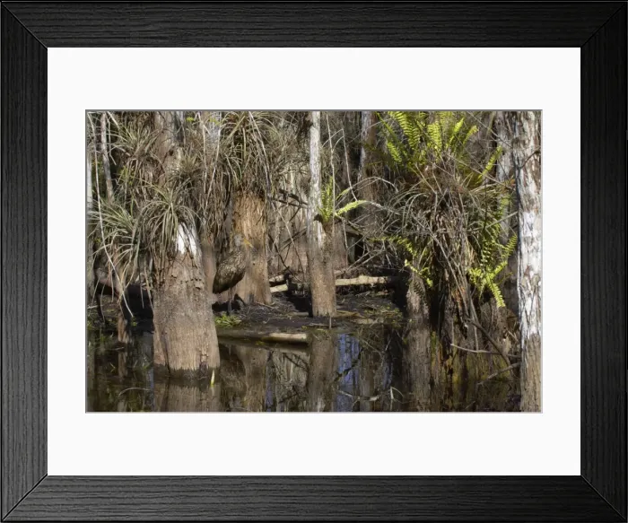 Framed Print : Limpkin - in swamp cypress habitat Everglades National Park, florida, USA BI000968 Framed Print : Limpkin - in swamp cypress habitat Everglades National Park, florida, USA BI000968