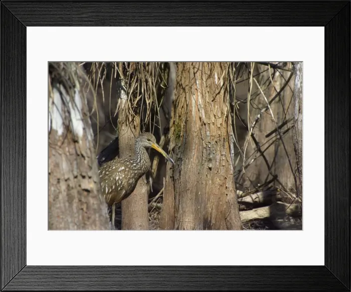 Framed Print : Limpkin - in swamp cypress habitat Everglades National Park, florida, USA BI000960 Framed Print : Limpkin - in swamp cypress habitat Everglades National Park, florida, USA BI000960