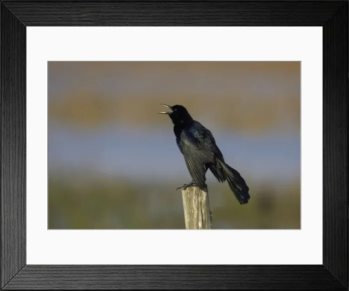 Framed Print : Boat-Tailed Grackle - male displaying Lake Kissimee, florida, USA BI000929 Framed Print : Boat-Tailed Grackle - male displaying Lake Kissimee, florida, USA BI000929