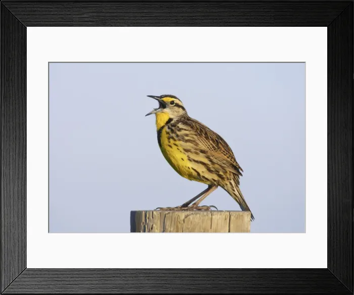 Framed Print : Eastern Meadowlark singing Lake Kissimee, florida, USA BI000945 Framed Print : Eastern Meadowlark singing Lake Kissimee, florida, USA BI000945