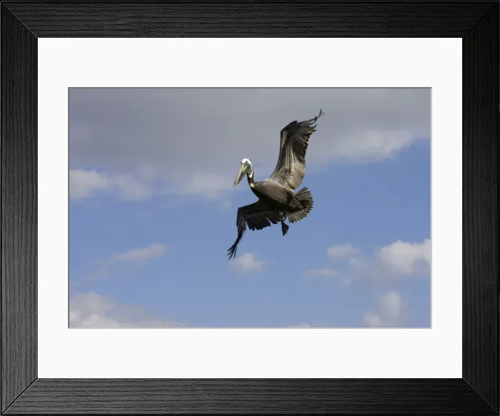 Framed Print : Brown Pelican - preparing to plunge dive Sanibel Island, florida, USA BI001174 Framed Print : Brown Pelican - preparing to plunge dive Sanibel Island, florida, USA BI001174