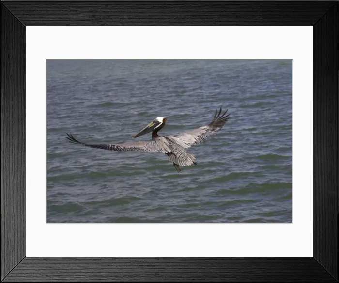 Framed Print : Brown Pelican - fishing Sanibel Island, florida, USA BI001176 Framed Print : Brown Pelican - fishing Sanibel Island, florida, USA BI001176