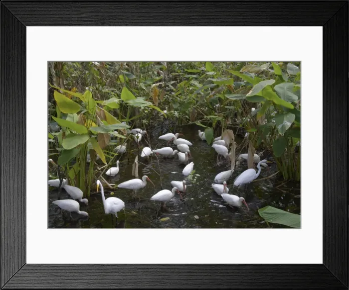 Framed Print : White Ibis - feeding flock in cypress swamp Corkscrew Swamp, florida, USA BI002135 Framed Print : White Ibis - feeding flock in cypress swamp Corkscrew Swamp, florida, USA BI002135