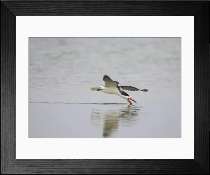 Framed Print : Black Skimmer skimming. Fort de Soto, florida, USA BI001420 Framed Print : Black Skimmer skimming. Fort de Soto, florida, USA BI001420