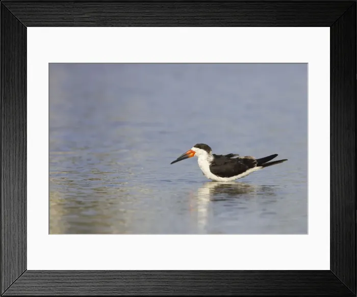 Framed Print : Black Skimmer. Estero Lagoon, florida, USA BI001430 Framed Print : Black Skimmer. Estero Lagoon, florida, USA BI001430