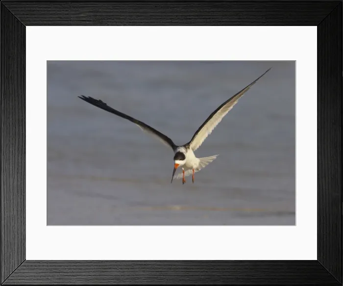 Framed Print : Black Skimmer coming in to land. Estero Lagoon, florida, USA BI001444 Framed Print : Black Skimmer coming in to land. Estero Lagoon, florida, USA BI001444
