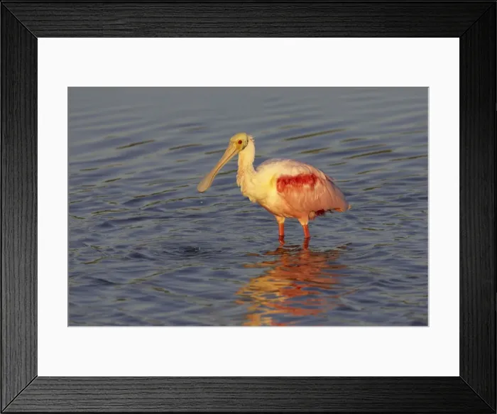 Framed Print : Roseatte Spoonbill feeding at first light. Ding Darling NWR, florida, USA BI001509 Framed Print : Roseatte Spoonbill feeding at first light. Ding Darling NWR, florida, USA BI001509