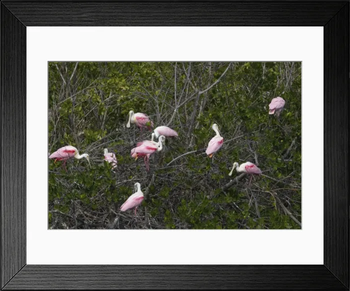 Framed Print : Roseatte Spoonbill - In trees, high tide roost Ding Darling NWR, florida, USA BI001513 Framed Print : Roseatte Spoonbill - In trees, high tide roost Ding Darling NWR, florida, USA BI001513