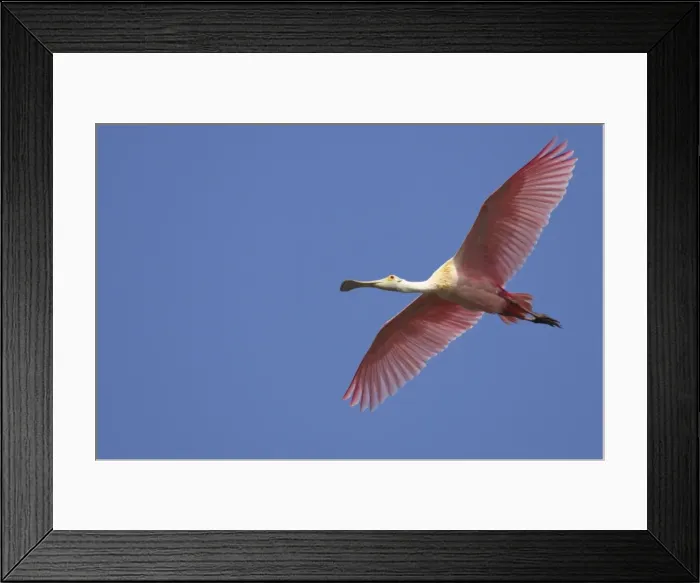 Framed Print : Roseatte Spoonbill - in flight. Ding Darling NWR, florida, USA BI001515