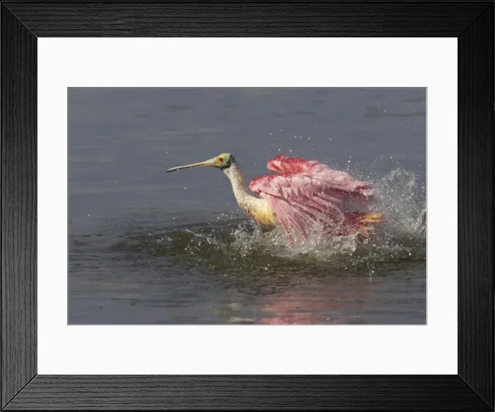 Framed Print : Roseatte Spoonbill washing. Ding Darling NWR, florida, USA BI001551 Framed Print : Roseatte Spoonbill washing. Ding Darling NWR, florida, USA BI001551
