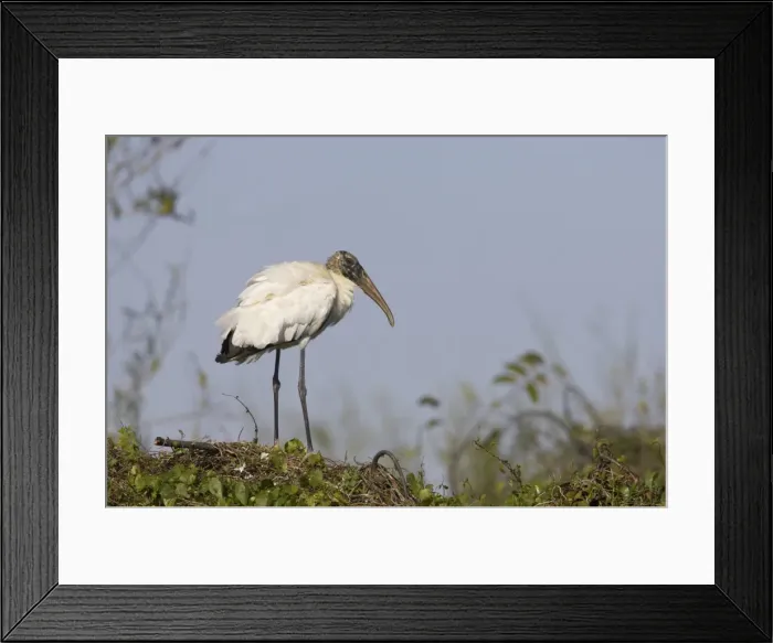 Framed Print : Wood Stork - On nest. Everglades National Park, florida, USA Framed Print : Wood Stork - On nest. Everglades National Park, florida, USA