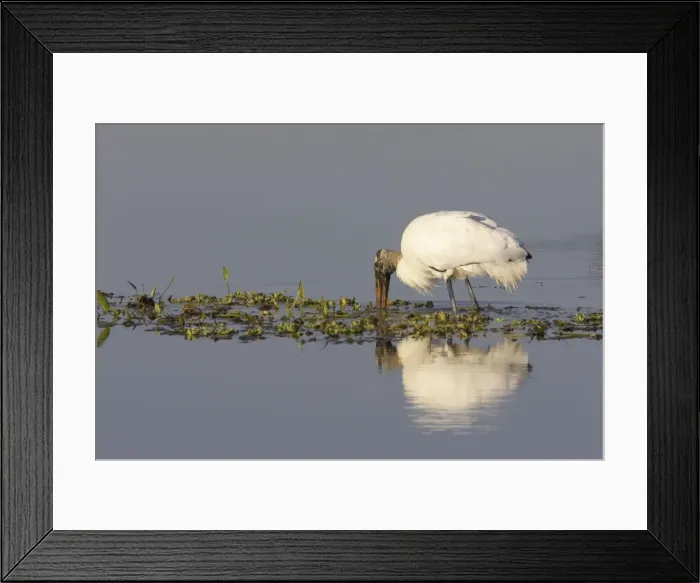 Framed Print : Wood Stork feeding. Orlando Wetlands, florida, USA BI001594 Framed Print : Wood Stork feeding. Orlando Wetlands, florida, USA BI001594