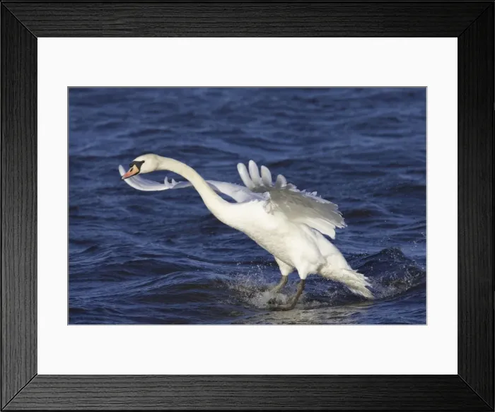 Framed Print : Mute Swan landing in water. Ouse Washes, Norfolk, UK BI001596 Framed Print : Mute Swan landing in water. Ouse Washes, Norfolk, UK BI001596