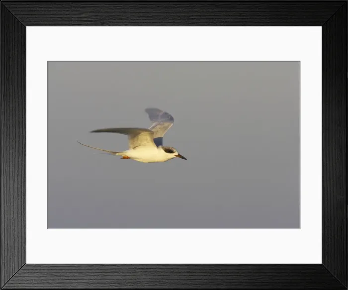 Framed Print : Forster's Tern - In flight. Fort de Soto, florida, USA BI001655 Framed Print : Forster's Tern - In flight. Fort de Soto, florida, USA BI001655
