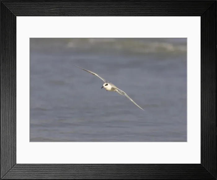 Framed Print : Forster's Tern in flight. Estero Lagoon, florida, USA BI001654 Framed Print : Forster's Tern in flight. Estero Lagoon, florida, USA BI001654