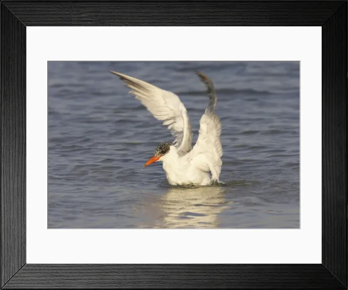 Framed Print : Caspian Tern washing. Fort de Soto, florida, USA BI001640 Framed Print : Caspian Tern washing. Fort de Soto, florida, USA BI001640