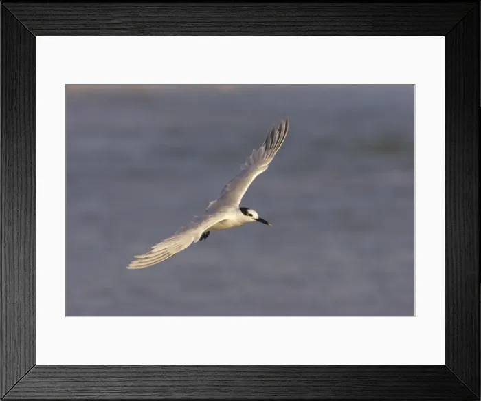Framed Print : Sandwich Tern in flight. Estero Lagoon, florida, USA BI001727 Framed Print : Sandwich Tern in flight. Estero Lagoon, florida, USA BI001727