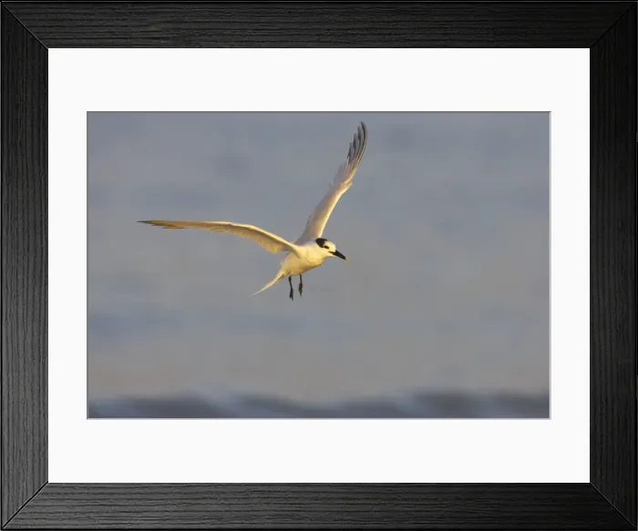 Framed Print : Sandwich Tern coming in to land. Estero Lagoon, florida, USA BI001718 Framed Print : Sandwich Tern coming in to land. Estero Lagoon, florida, USA BI001718