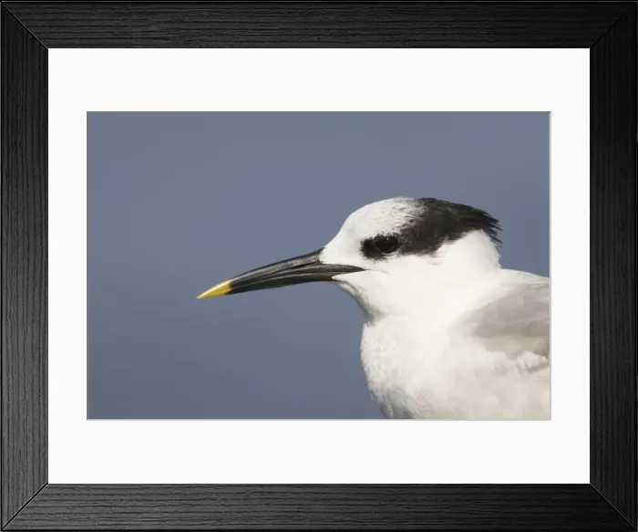 Framed Print : Sandwich Tern head shot. Fort de Soto, florida, USA BI001714 Framed Print : Sandwich Tern head shot. Fort de Soto, florida, USA BI001714