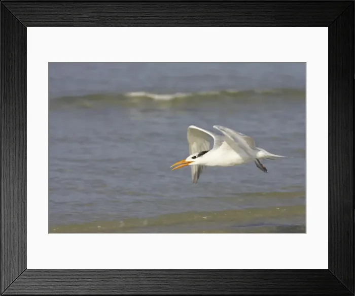 Framed Print : Royal Tern taking off. Fort Myers Beach, florida, USA BI001697 Framed Print : Royal Tern taking off. Fort Myers Beach, florida, USA BI001697