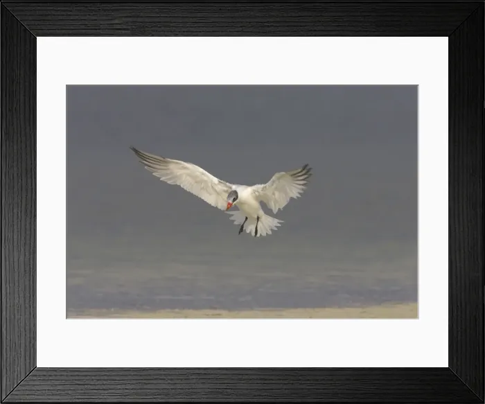 Framed Print : Caspian Tern coming in to land. Fort de Soto, florida, USA BI001648 Framed Print : Caspian Tern coming in to land. Fort de Soto, florida, USA BI001648