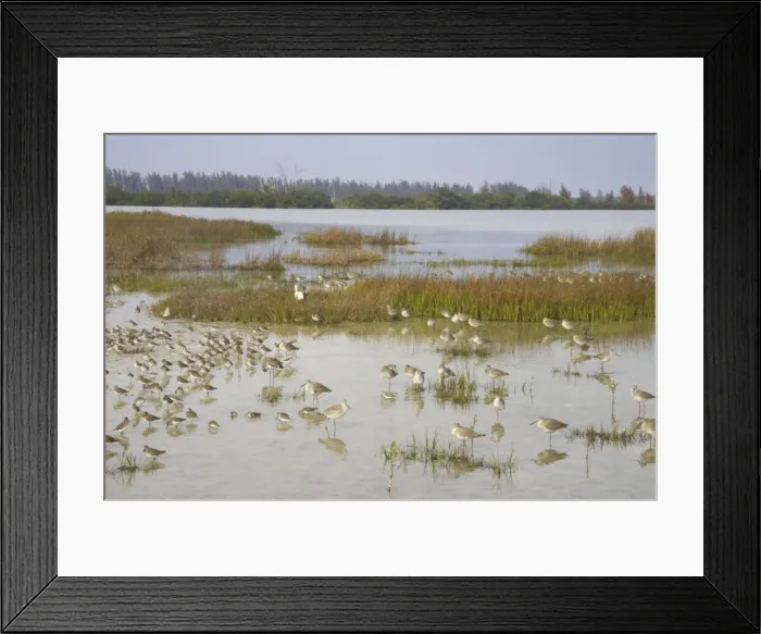 Framed Print : Mixed Waders (Shorebirds) at high tide roost. Fort de Soto, florida, USA BI001827 Framed Print : Mixed Waders (Shorebirds) at high tide roost. Fort de Soto, florida, USA BI001827