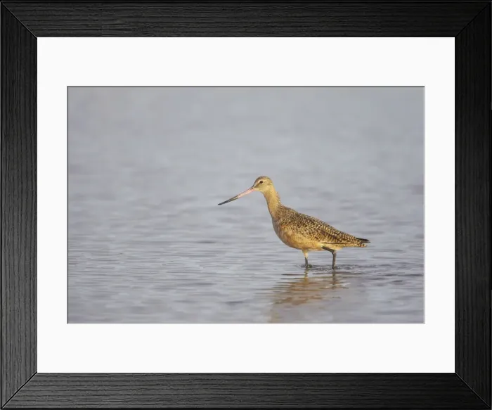 Framed Print : Marbled Godwit. Fort de Soto, florida, USA BI001901 Framed Print : Marbled Godwit. Fort de Soto, florida, USA BI001901