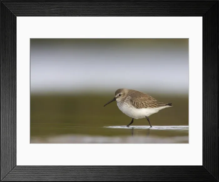 Framed Print : Dunlin - Estero Lagoon, florida, USA BI001890 Framed Print : Dunlin - Estero Lagoon, florida, USA BI001890