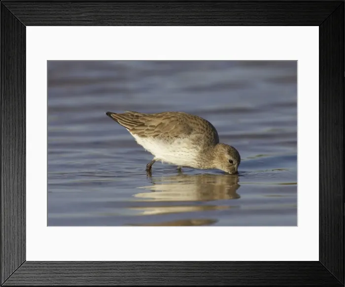 Framed Print : Dunlin feeding in shallow water. Marco Island, florida, USA BI001882 Framed Print : Dunlin feeding in shallow water. Marco Island, florida, USA BI001882