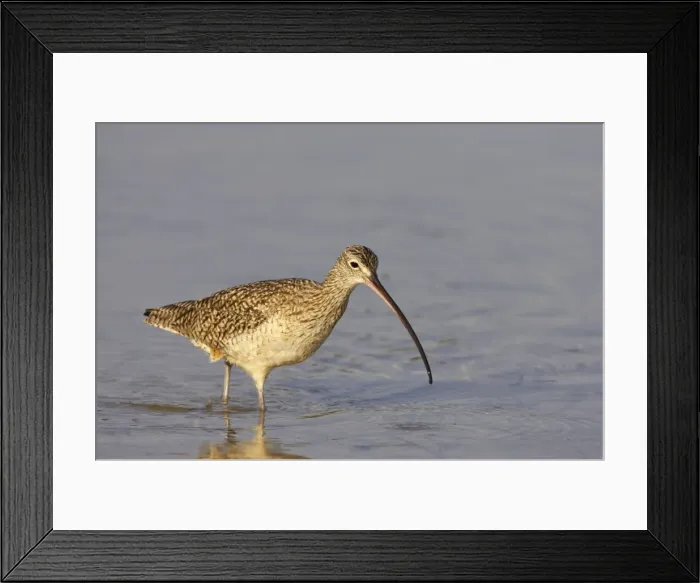 Framed Print : Long Billed Curlew. Fort de Soto, florida, USA BI001851 Framed Print : Long Billed Curlew. Fort de Soto, florida, USA BI001851