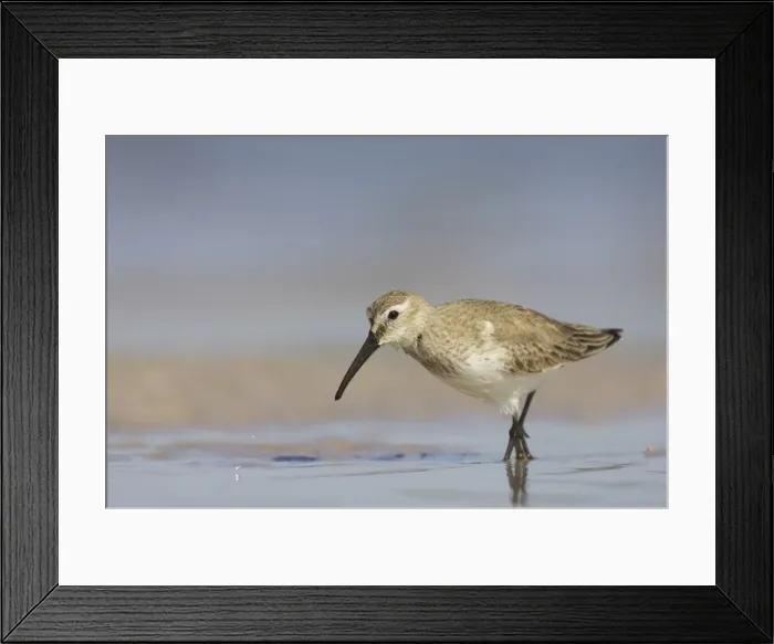Framed Print : Dunlin feeding on mudflats. Fort de Soto, florida, USA BI001877