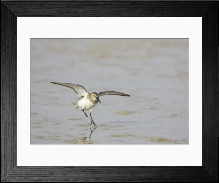 Framed Print : Dunlin landing. Fort de Soto, florida, USA BI001874 Framed Print : Dunlin landing. Fort de Soto, florida, USA BI001874
