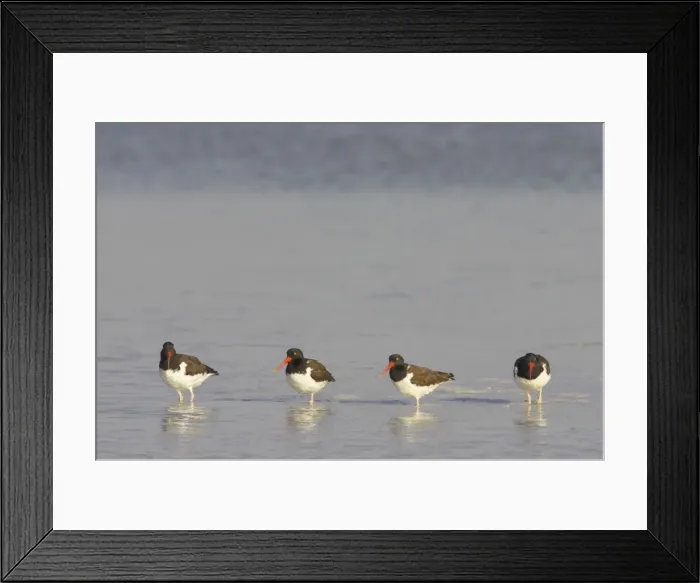Framed Print : American Oystercatcher. Fort de Soto, florida, USA BI001963 Framed Print : American Oystercatcher. Fort de Soto, florida, USA BI001963
