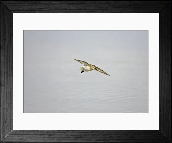 Framed Print : Dunlin in flight. Fort de Soto, florida, USA BI001871