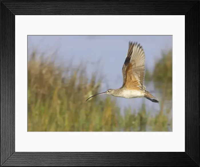 Framed Print : Long Billed Curlew - in flight. Fort de Soto, florida, USA BI001859 Framed Print : Long Billed Curlew - in flight. Fort de Soto, florida, USA BI001859