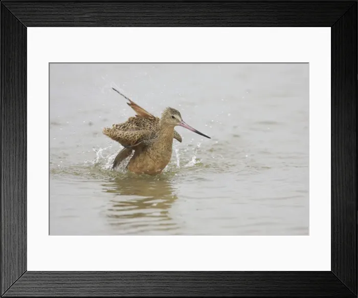 Framed Print : Marbled Godwit washing. Fort de Soto, florida, USA BI001895 Framed Print : Marbled Godwit washing. Fort de Soto, florida, USA BI001895