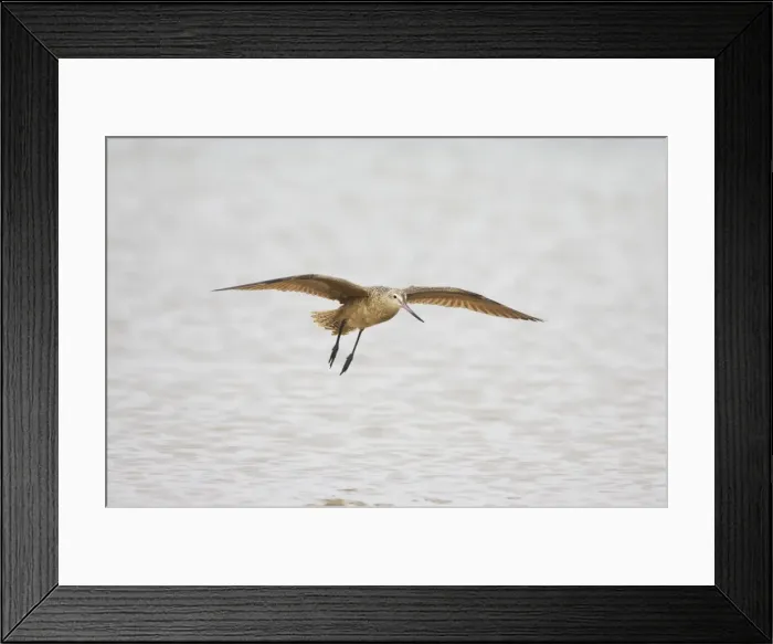 Framed Print : Marbled Godwit - In flight. Fort de Soto, florida, USA BI001897 Framed Print : Marbled Godwit - In flight. Fort de Soto, florida, USA BI001897