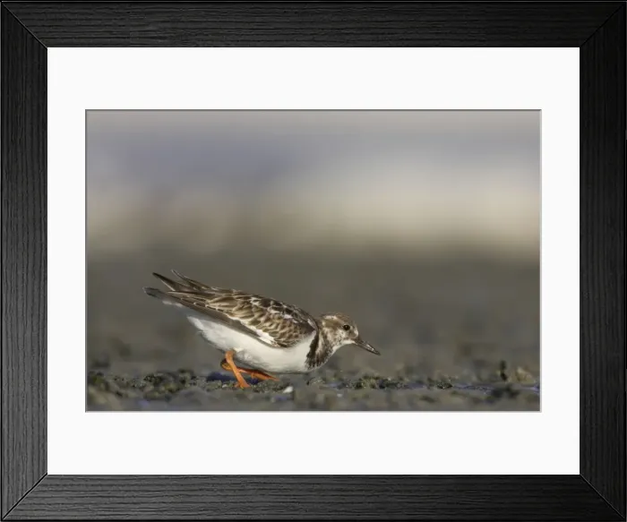 Framed Print : Ruddy Turnstone - hunting for food, Estero Lagoon, florida, USA BI002069 Framed Print : Ruddy Turnstone - hunting for food, Estero Lagoon, florida, USA BI002069