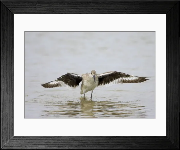Framed Print : Willet - wing flapping after washing, Fort de Soto, florida, USA BI002074 Framed Print : Willet - wing flapping after washing, Fort de Soto, florida, USA BI002074