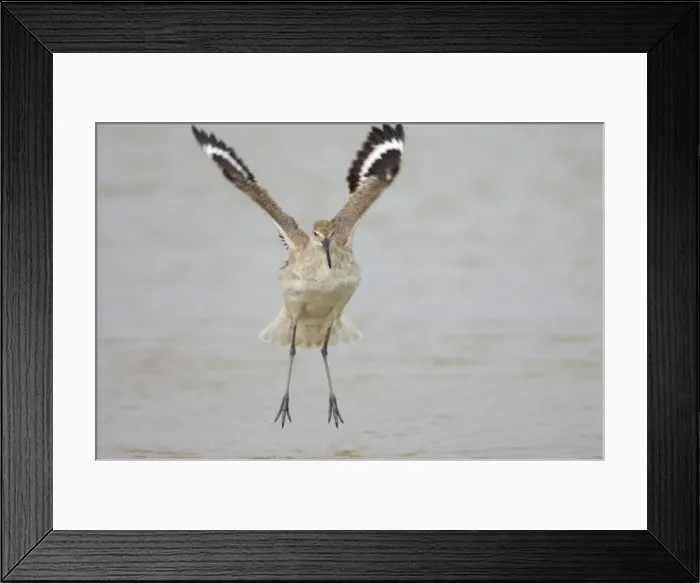 Framed Print : Willet - wing flapping after washing, Fort de Soto, florida, USA BI002077 Framed Print : Willet - wing flapping after washing, Fort de Soto, florida, USA BI002077