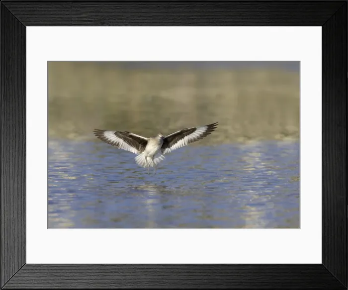 Framed Print : Willet - landing, Estero Lagoon, florida, USA BI002083 Framed Print : Willet - landing, Estero Lagoon, florida, USA BI002083