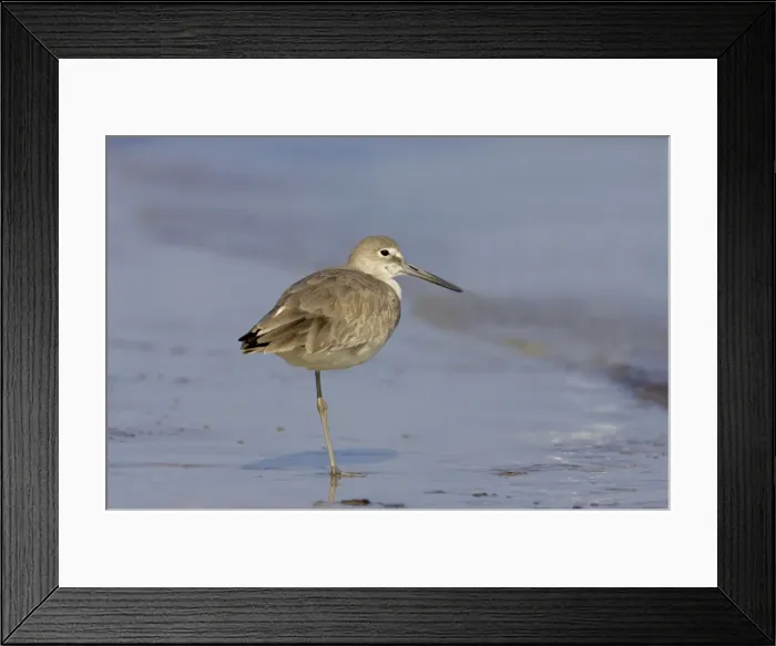 Framed Print : Willet - Standing on one leg, Fort de Soto, florida, USA BI002088 Framed Print : Willet - Standing on one leg, Fort de Soto, florida, USA BI002088