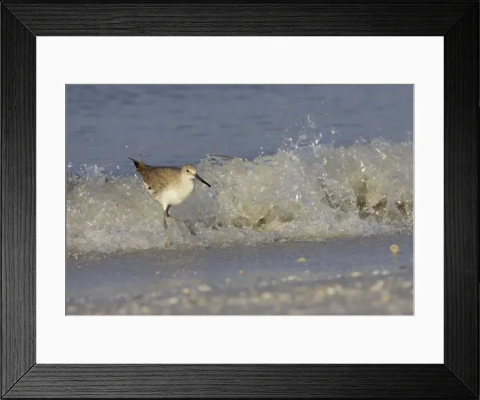 Framed Print : Willet - and breaking wave, Fort de Soto, florida, USA BI002099 Framed Print : Willet - and breaking wave, Fort de Soto, florida, USA BI002099
