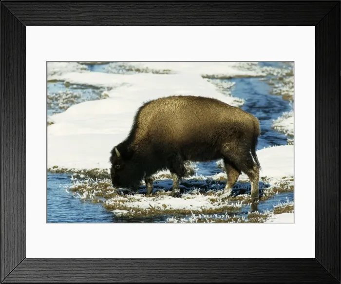 Framed Print : Bison - In River open due to thermal spring Yellowstone National Park Wyoming, USA MA000559 Framed Print : Bison - In River open due to thermal spring Yellowstone National Park Wyoming, USA MA000559