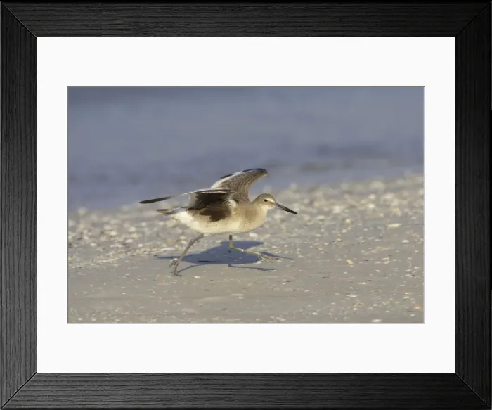 Framed Print : Willet - threatening another bird, Fort de Soto, florida, USA BI002101 Framed Print : Willet - threatening another bird, Fort de Soto, florida, USA BI002101